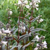 Husker Red Penstemon